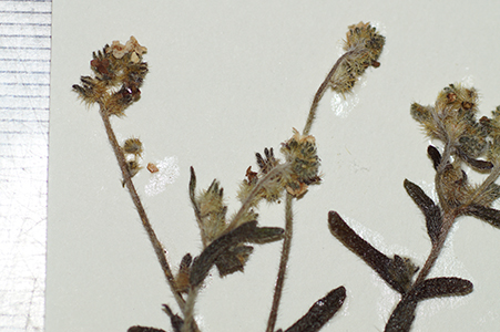 Cryptantha_granulosa-F2276689 inflorescence2