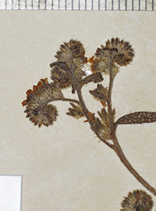 Cryptantha_granulosa-F626215-57 inflorescence1