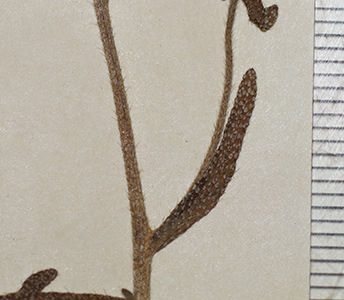 Cryptantha_granulosa-F626215 stem leaf