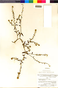 F1588613-V0078886F herbarium specimen