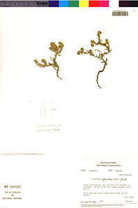 F1941221-V0078885F herbarium specimen