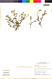 F2276573-V0079097F specimen