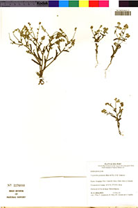 F2276689-V0079100F herbarium specimen