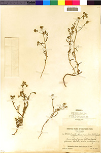 F626215-V0078887F herbarium specimen