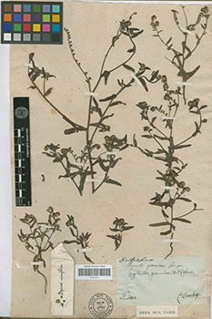 P00606764 specimen type