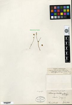 Allocarya dichotoma holotype fragment GH00093473