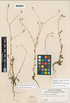 Holotype specimen of Cryptantha fragilis, OSC76030=OSC0000315