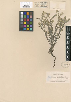 Cryptantha grisea NDG01514 voucher specimen