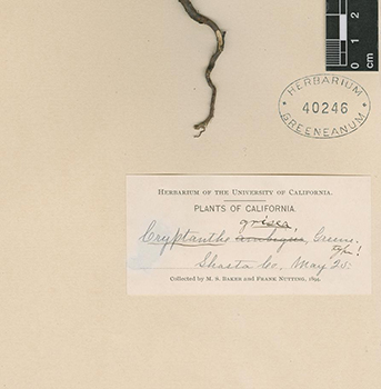 Cryptantha grisea NDG01514 voucher specimen label