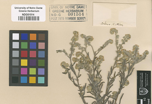 Cryptantha grisea NDG01514 voucher specimen close-up1