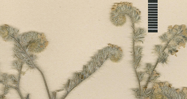 Cryptantha grisea NDG01514 voucher specimen close-up2