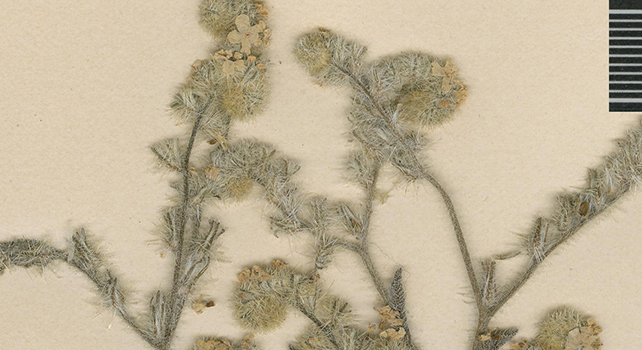 Cryptantha grisea NDG01514 voucher specimen close-up3