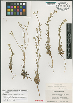 Cryptantha monosperma, WTU-V-000859 isotype specimen