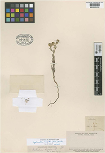 Herbarium specimen: SGO54489=SGO000004094