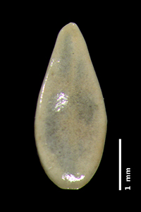 GH00096396 nutlet dorsal view