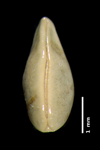 GH00096396 nutlet ventral view