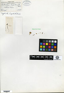 GH00096396 isotype