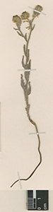 Herbarium specimen: SGO54489=SGO000004094 close-up