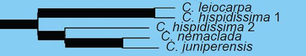 Simpson_etal2017 cladogram