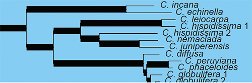 Simpson_etal2017-cpDNA-p1411-LeiocarpaeClade