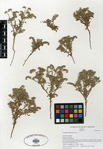 Cryptantha kelseyana herbarium specimen-Kelley2254 SDSU20630