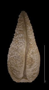 Ventral Nutlet View of SD274496