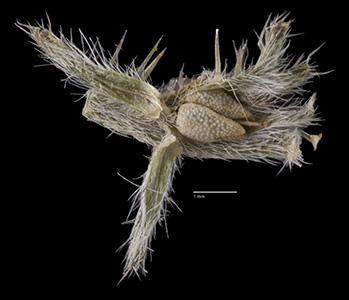 Nutlets in Calyx of SD274496