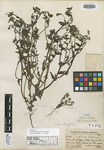 V0052419F type specimen