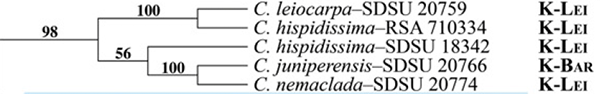 Mabry_Simpson2018 cladogram