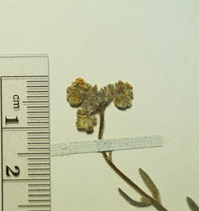 Cryptantha_linearis-Renca_sn-1877-SGO54456-66 specimen