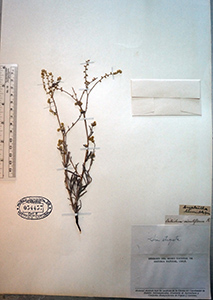 Cryptantha_linearis_minutiflora-SGO54457 specimen