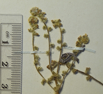 Cryptantha_linearis_minutiflora-SGO54457 specimen 3