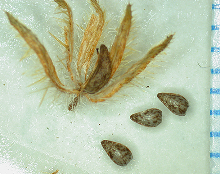 Cryptantha_kingii-Simpson3916-SDSU21626-1.jpg fruit