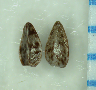 Cryptantha_kingii-Simpson3916-SDSU21626-2.jpg nutlets