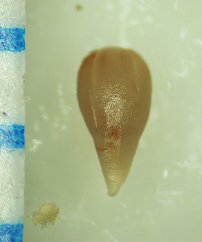 Cryptantha_kingii-Simpson3916-SDSU21626-SeedCotyledons-1.jpg seed