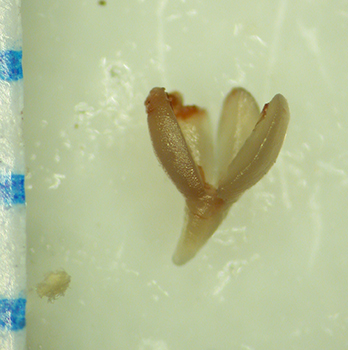 Cryptantha_kingii-Simpson3916-SDSU21626-SeedCotyledons-2-r350h.jpg cotyledons