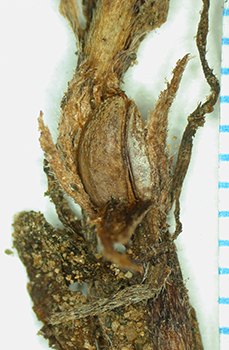 Cryptantha_kingii-Simpson3933C-SDSU22976-1.jpg cleistogenes