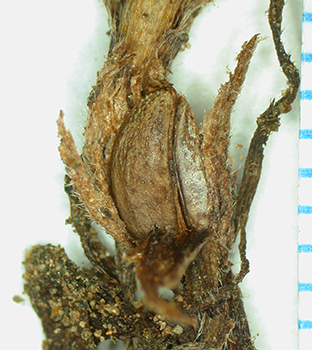 Cryptantha_kingii-Simpson3933C-SDSU22976-1b.jpg cleistogenes