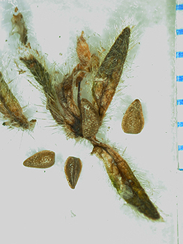 Cryptantha_kingii-Simpson3933C-SDSU22976-2-r350h.jpg fruit