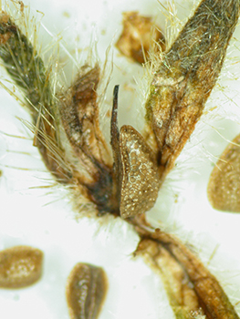 Cryptantha_kingii-Simpson3933C-SDSU22976-3.jpg fruit2