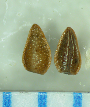 Cryptantha_kingii-Simpson3933C-SDSU22976-4.jpg nutlets