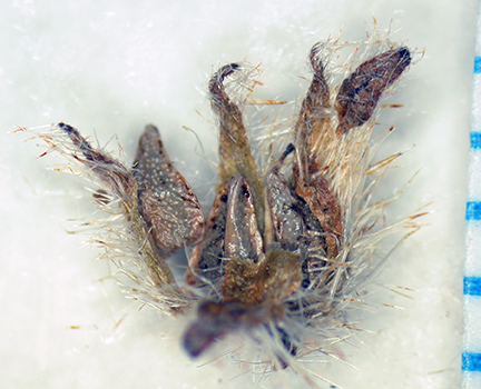 Cryptantha_kingii-Simpson3935B-SDSU22979-2.jpg fruit