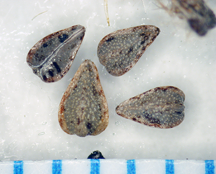 Cryptantha_kingii-Simpson3935B-SDSU22979-3.jpg nutlets