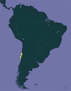 Cryptantha macrocalyx-GBIF map1