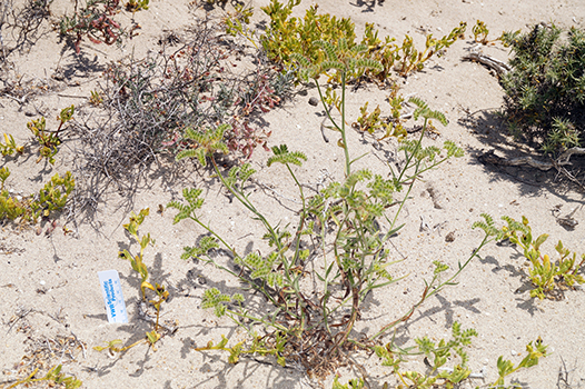 DSC06307-Cryptantha_kingii-Boraginac-MGS3916-SDSU21626.jpg plant in field