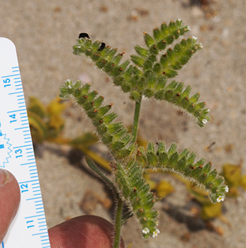 DSC06312-Cryptantha_kingii-Boraginac-MGS3916-SDSU21626.jpg inflorescence