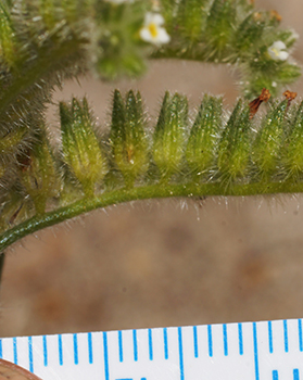 DSC06316-Cryptantha_kingii-Boraginac-MGS3916-SDSU21626.jpg fruiting calyces