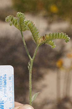 DSC06319-Cryptantha_kingii-Boraginac-MGS3916-SDSU21626.jpg inflorescence
