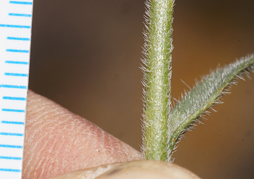 DSC06321-Cryptantha_kingii-Boraginac-MGS3916-SDSU21626.jpg stem