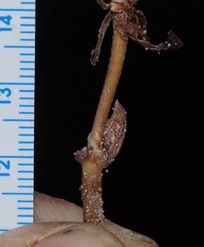 DSC06331-Cryptantha_kingii-Boraginac-MGS3916-SDSU21626.jpg cleistogenes